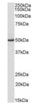 Goat anti-VASP (aa282-295) Antibody
