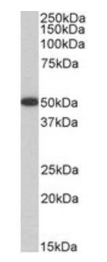 Goat anti-VASP (aa236-249) Antibody