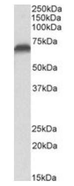 Goat anti-AIFM1 (aa183-195) Antibody