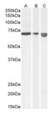 Goat anti-AIFM1 Antibody
