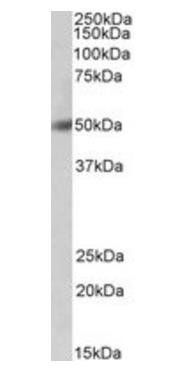 Goat anti-BPI Antibody