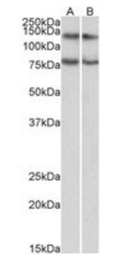 Goat anti-CAPRIN1 Antibody