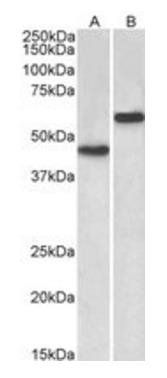 Goat anti-LYVE1 Antibody