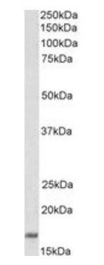 Goat anti-CD83 (aa97-106) Antibody