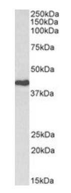 Goat anti-CDK7 (aa47-58) Antibody