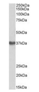 Goat anti-GNA12 Antibody