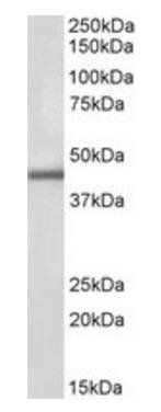 Goat anti-IP6K3 Antibody