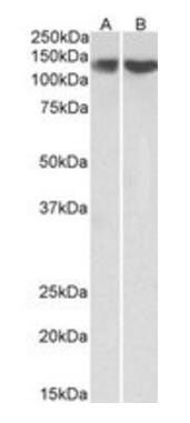 Goat anti-RE1-silencing transcription factor Antibody