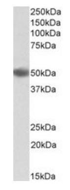 CD209 antibody