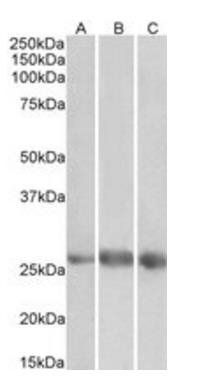 EGFL7 antibody