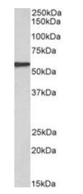 Goat anti-EPHX2 (aa238-251) Antibody