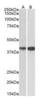 EXOG antibody