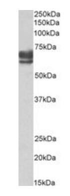Goat anti-PEX5 Antibody