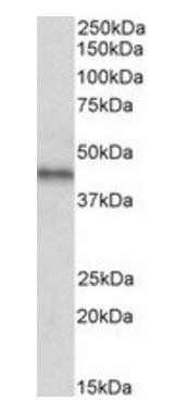 Goat anti-CXCR7 / RDC1 Antibody