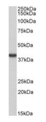 Goat anti-HAO2 (aa54-67) Antibody
