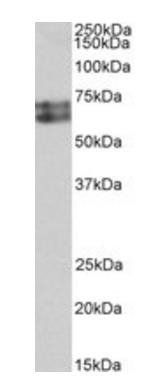 Goat anti-histidine decarboxylase (aa449-462) Antibody