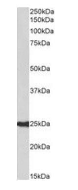 Goat anti-HDGFRP3 (aa89-103) Antibody