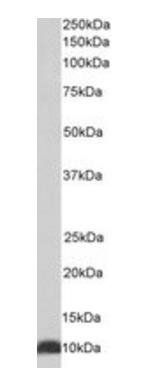 Goat anti-CPN10 / HSPE1 Antibody