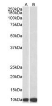 Goat anti-CPN10 / HSPE1 (aa74-86) Antibody