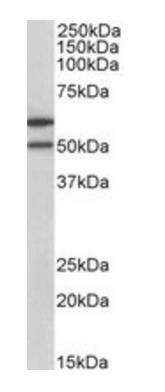 IL13RA2 antibody