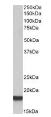 IFITM3 antibody