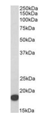 IFITM3 antibody