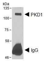 Goat anti-PRKD1 (aa233-246) Antibody