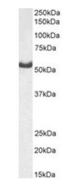 Goat anti-Aspartyl-tRNA Synthetase (N terminus) Antibody