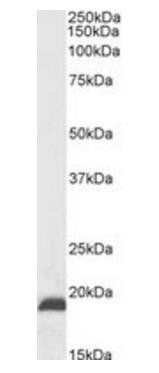 Goat anti-Nsg2 (mouse, C terminus) Antibody