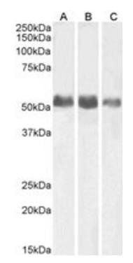 Goat anti-ALPL (aa42-53) Antibody