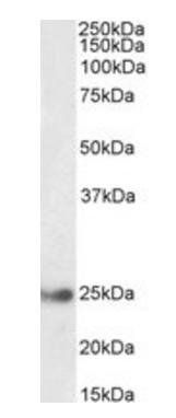 GSTA4 antibody