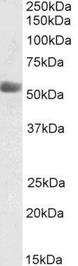 Goat anti-kynurenine 3-monooxygenase Antibody