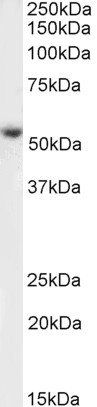 Goat anti-kynurenine 3-monooxygenase (aa29-42) Antibody