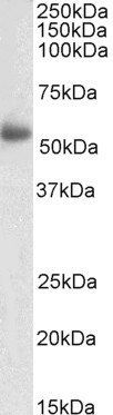 Goat anti-LILRA4 Antibody