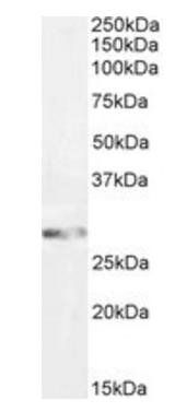 Goat anti-GSTM3 (aa47-60) Antibody