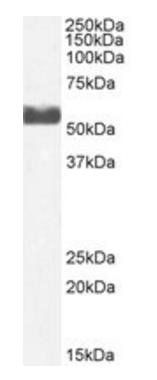 Goat anti-CYP2D6 Antibody