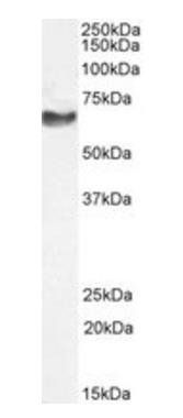 Goat anti-NEFL (aa330-343) Antibody