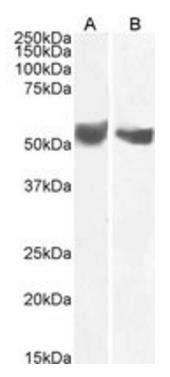 Goat anti-B7-H3 / CD276 Antibody