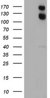 EB2 Antibody