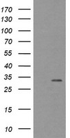 EB2 Antibody