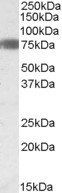 Goat anti-EBF1 / COE1 Antibody
