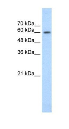 EBF2 antibody