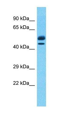EBF2 antibody