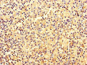 EBF2 Antibody
