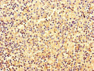 EBF2 antibody