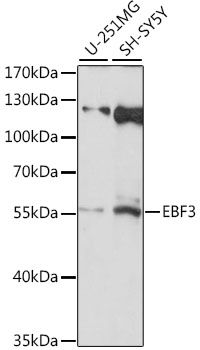EBF3 antibody