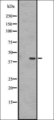 EBI2 antibody