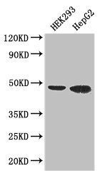 EBI3 antibody