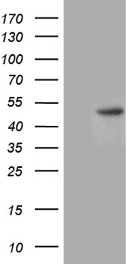 EBLN2 antibody