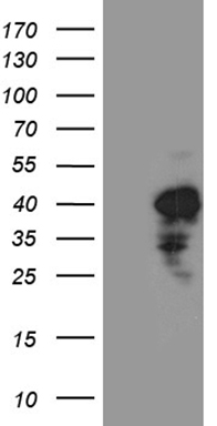 EBLN2 antibody